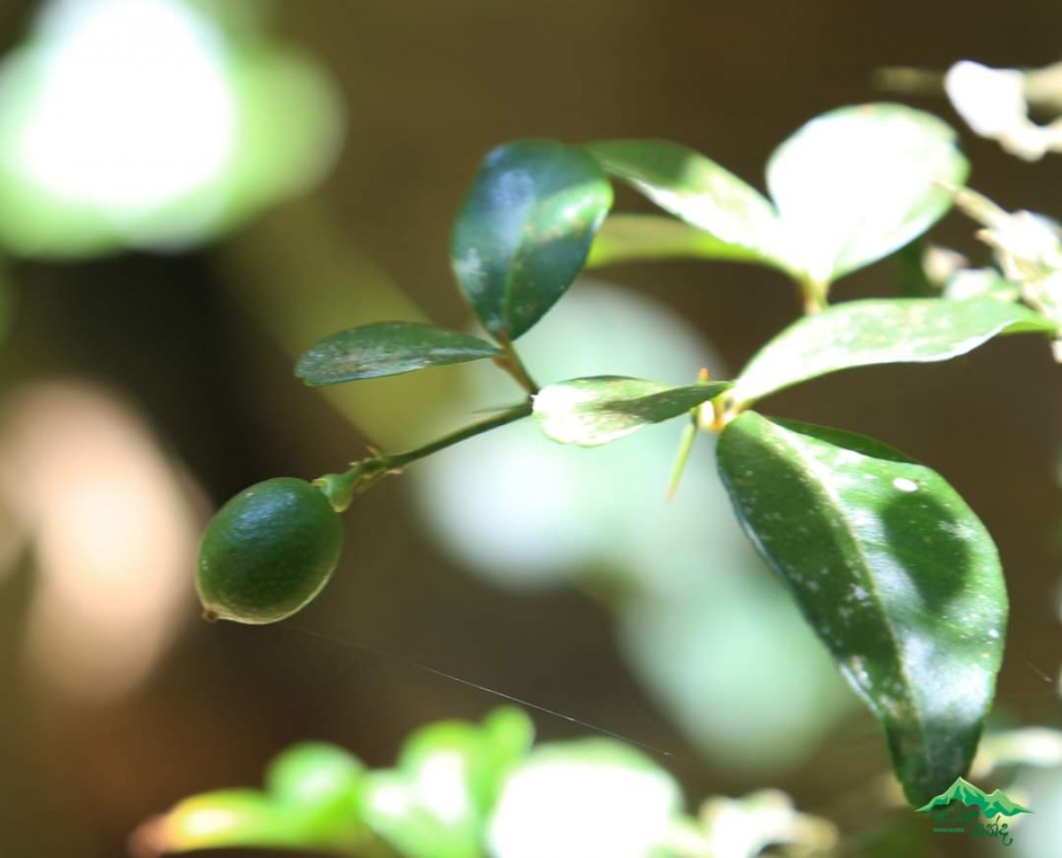 Triphasia trifolia (Burm.f.) P.Wilson